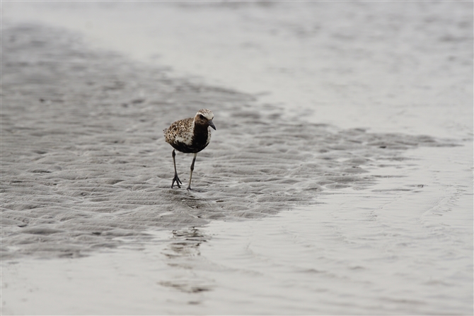 _C[,Grey Plover